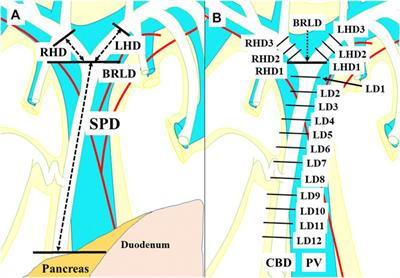 Role of the Intramural Vascular Network of the Extrahepatic Bile Duct for the Blood Circulation in the Recipient Extrahepatic Bile Duct Used for Duct-to-Duct-Biliary-Anastomosis in Living Donor Liver Transplantation